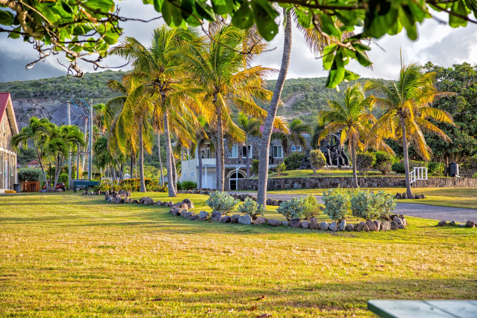 Palm Trees Near MUA Campus